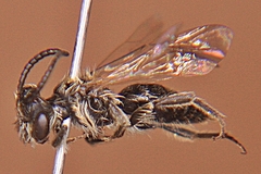 Andrena nasonii