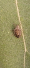 Aeliomorpha