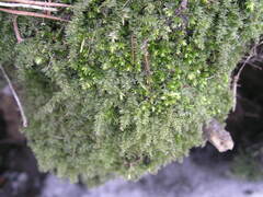 Plagiothecium