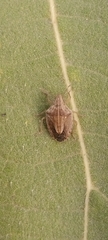 Aeliomorpha