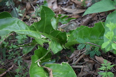Anthurium schlechtendalii