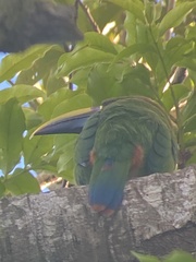 Aulacorhynchus prasinus