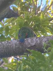 Aulacorhynchus prasinus