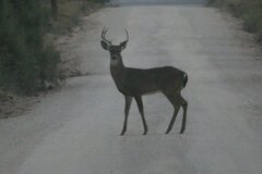 Odocoileus virginianus texanus
