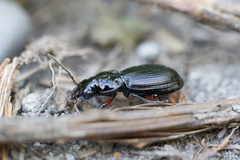 Pterostichus madidus
