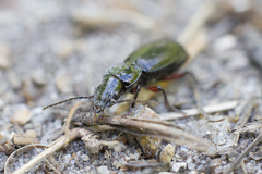 Pterostichus madidus
