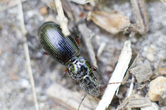 Pterostichus madidus