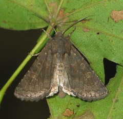 Aporophyla lutulenta