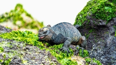 Amblyrhynchus cristatus hassi