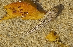 Caffrogobius gilchristi