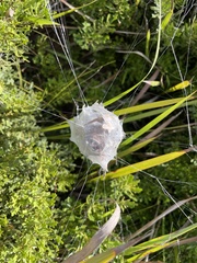 Palystes superciliosus