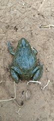 Hoplobatrachus occipitalis