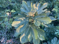 Ficus carica