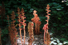 Orobanche laxissima