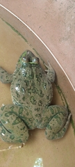 Hoplobatrachus occipitalis