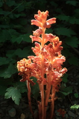 Orobanche laxissima