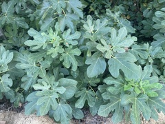 Ficus carica