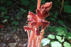 Orobanche laxissima