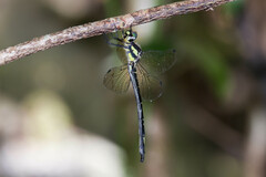 Eusynthemis nigra