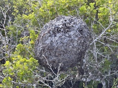 Crematogaster peringueyi