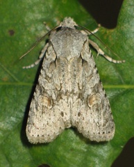 Lithophane ornitopus