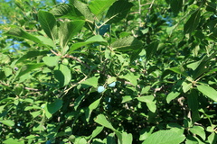 Prunus spinosa