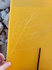 Eragrostis