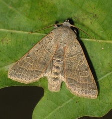 Agrochola humilis