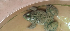 Hoplobatrachus occipitalis