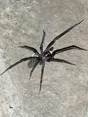 Phyxelididae
