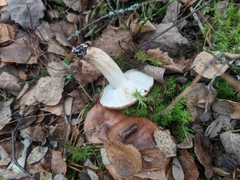 Tricholoma pessundatum