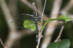 Eusynthemis nigra