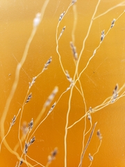 Eragrostis
