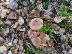 Tricholoma pessundatum