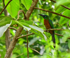 Jacamerops aureus