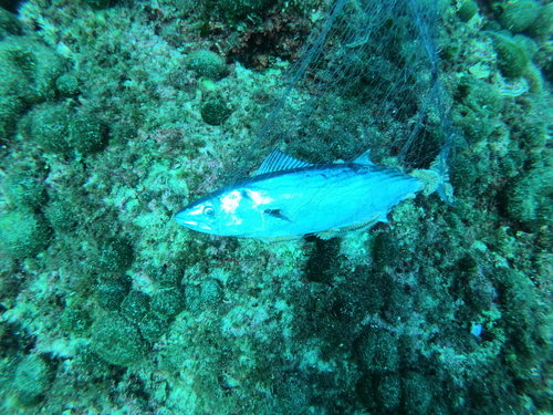 Palamida (Sarda sarda)