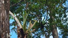 Aechmea bracteata