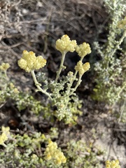 Helichrysum patulum