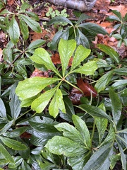 Helleborus orientalis