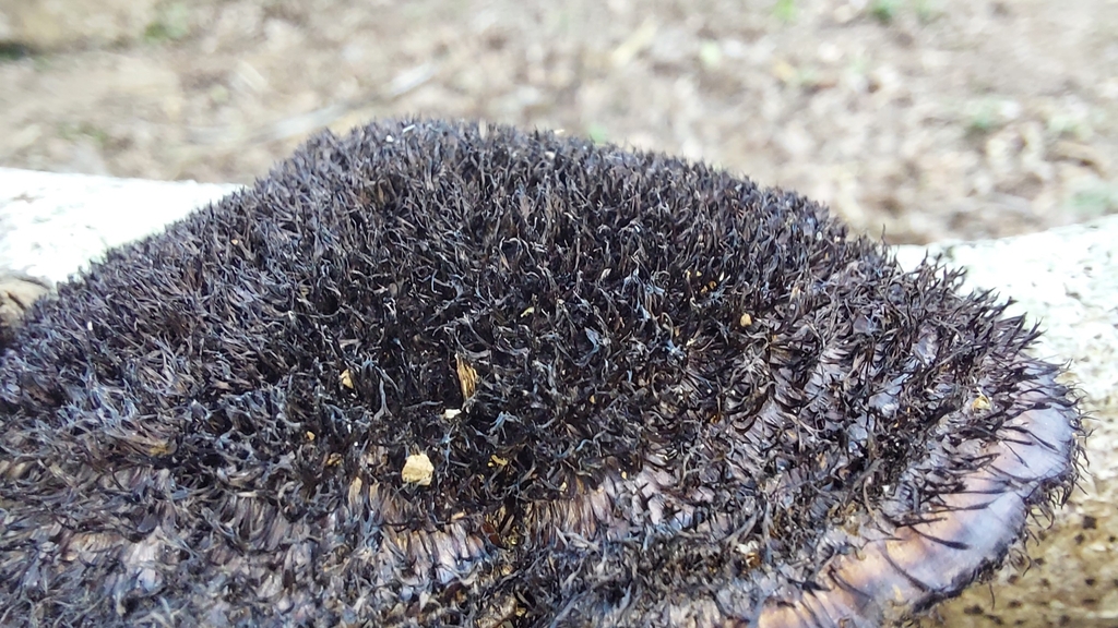 Hexagonia hydnoides · January 2023 · photo: © carlosvidigal (iNaturalist, cc-by-sa)
