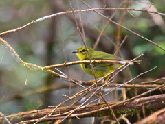 Myiothlypis flaveola