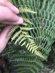 Erachtheus lutulentus
