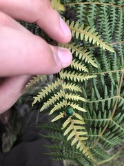 Erachtheus lutulentus