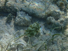 Acanthostracion polygonium