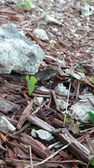 Anolis sagrei