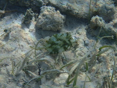 Acanthostracion polygonium