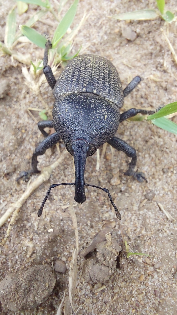 black coconut bunch weevil