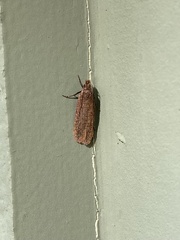 Platyedra subcinerea