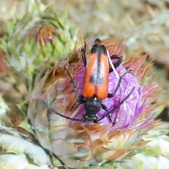 Stictoleptura cordigera