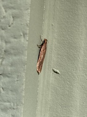 Platyedra subcinerea